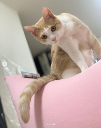 緑川静香さん愛用のヨギボーマックス(パステル/フラミンゴ)でくつろぐ猫